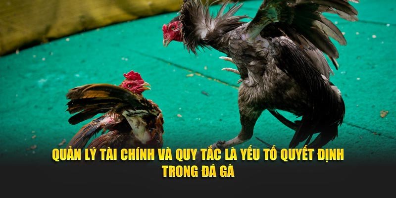 Quản lý tài chính và quy tắc là yếu tố quyết định trong đá gà